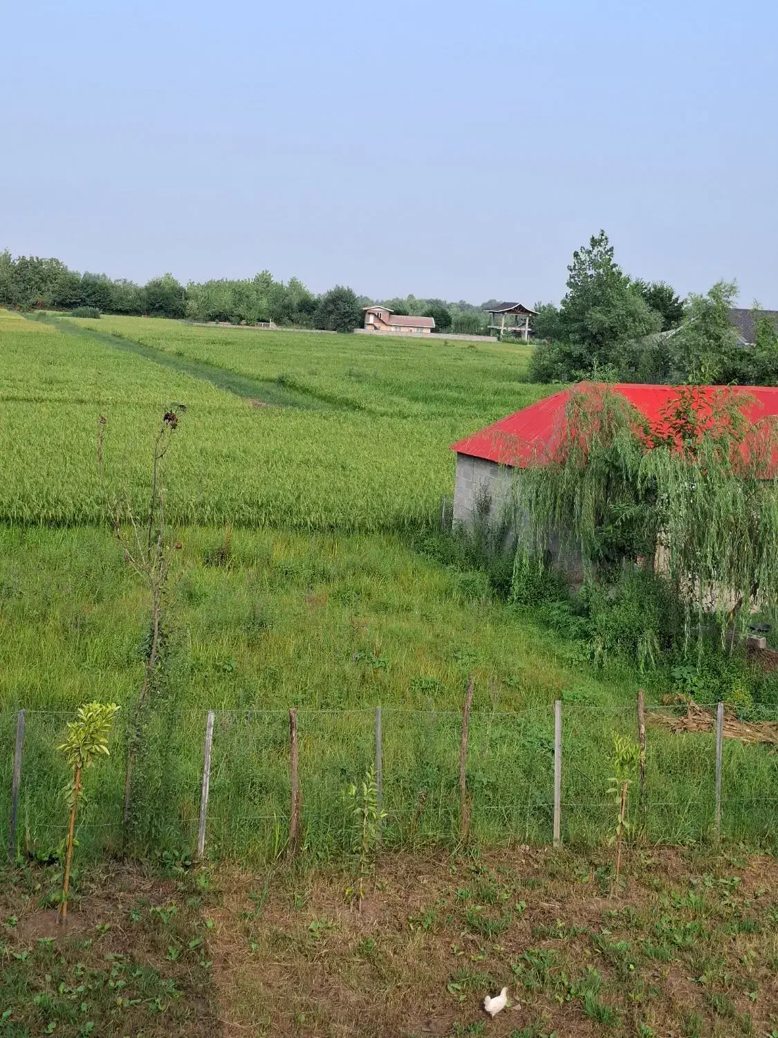کلبه سوئیسی اجاره ایی روزانه|اجارهٔ کوتاه‌مدت ویلا و باغ|ماسال, |دیوار