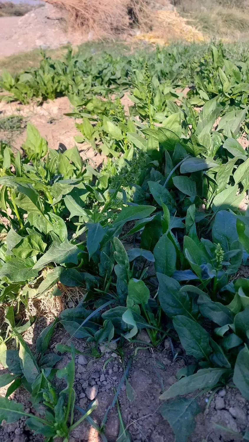 سبزی خورشی وخوردنی بااسفناج|خوردنی و آشامیدنی|جیرفت, |دیوار