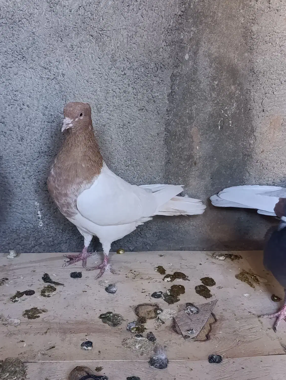 کبوتر رنگی|پرنده|اشتهارد, |دیوار