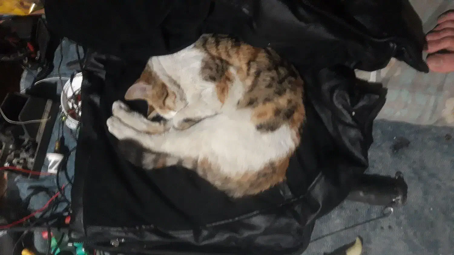 واگذاری گربه|گربه|سنندج, |دیوار