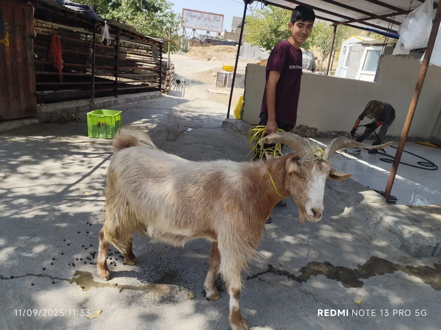 (مرکزدام)جهت فروش زنده برا قربانی نذری نذورات مصرف|حیوانات مزرعه|تهران, جنت‌آباد مرکزی|دیوار