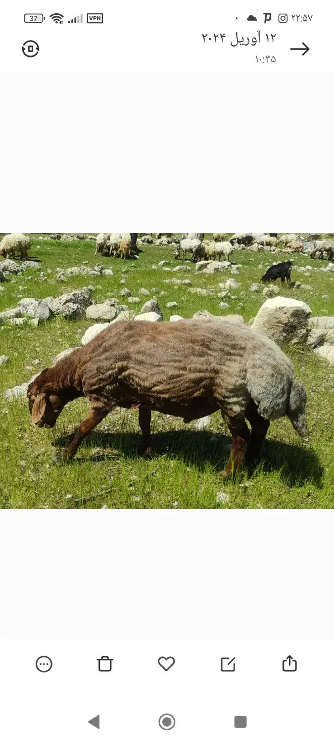 قوچ دوز دیده شد|حیوانات|اندیمشک, |دیوار