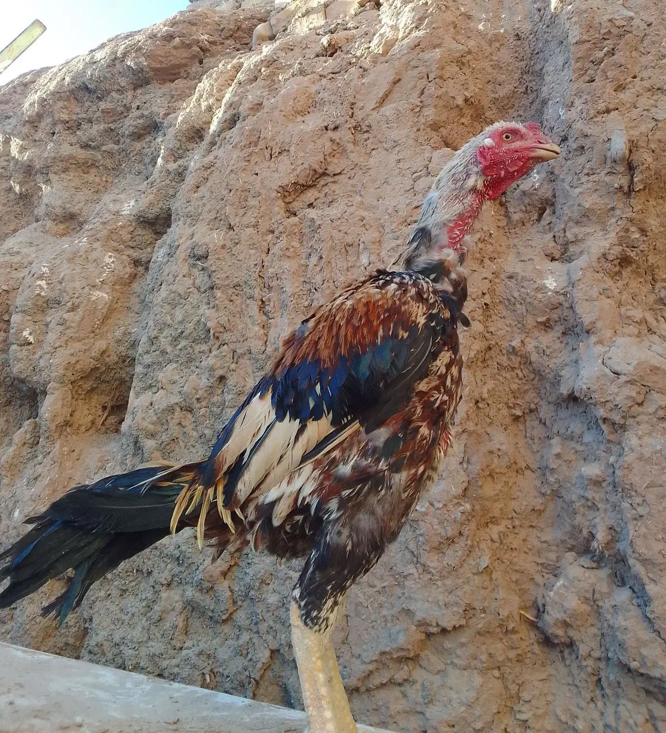 تعداد دو عدد مرغ و دو عدد خروس لاری|حیوانات مزرعه|تربت جام, میان جام|دیوار