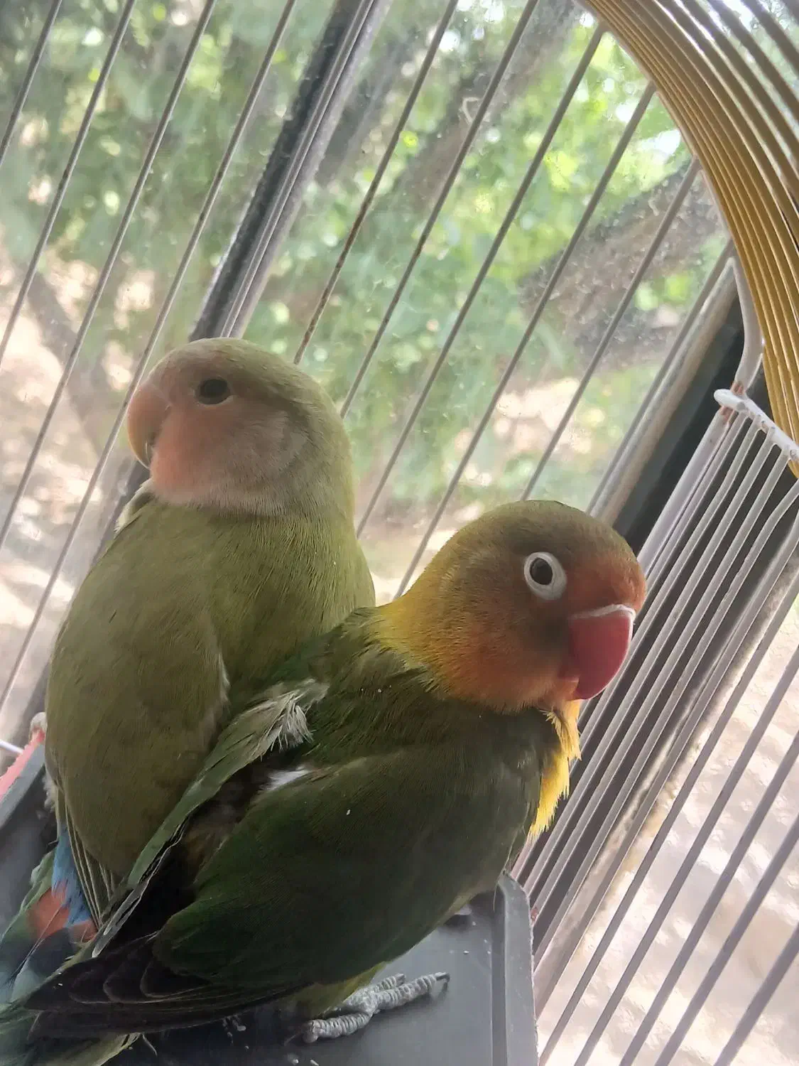 پرنده طوطی برزیلی  جفت|پرنده|سبزوار, پیروزی|دیوار