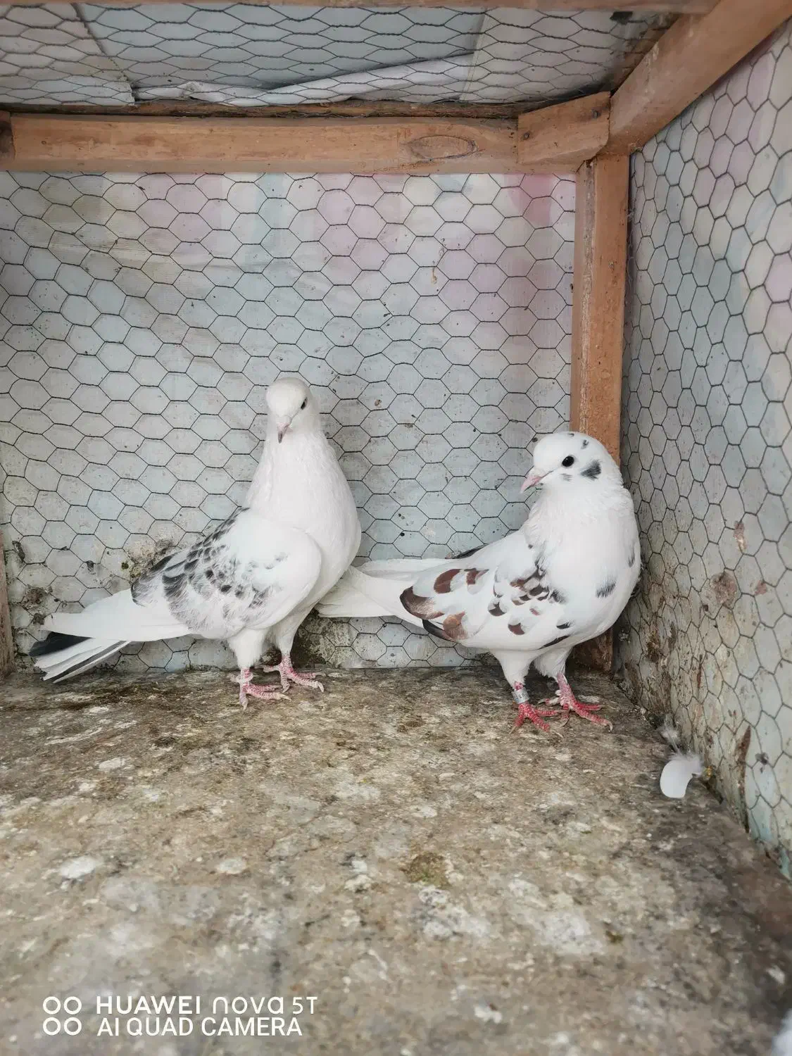 کبوتر تهرونی|پرنده|مشهد, ادیب نیشابوری (شهرک غرب)|دیوار