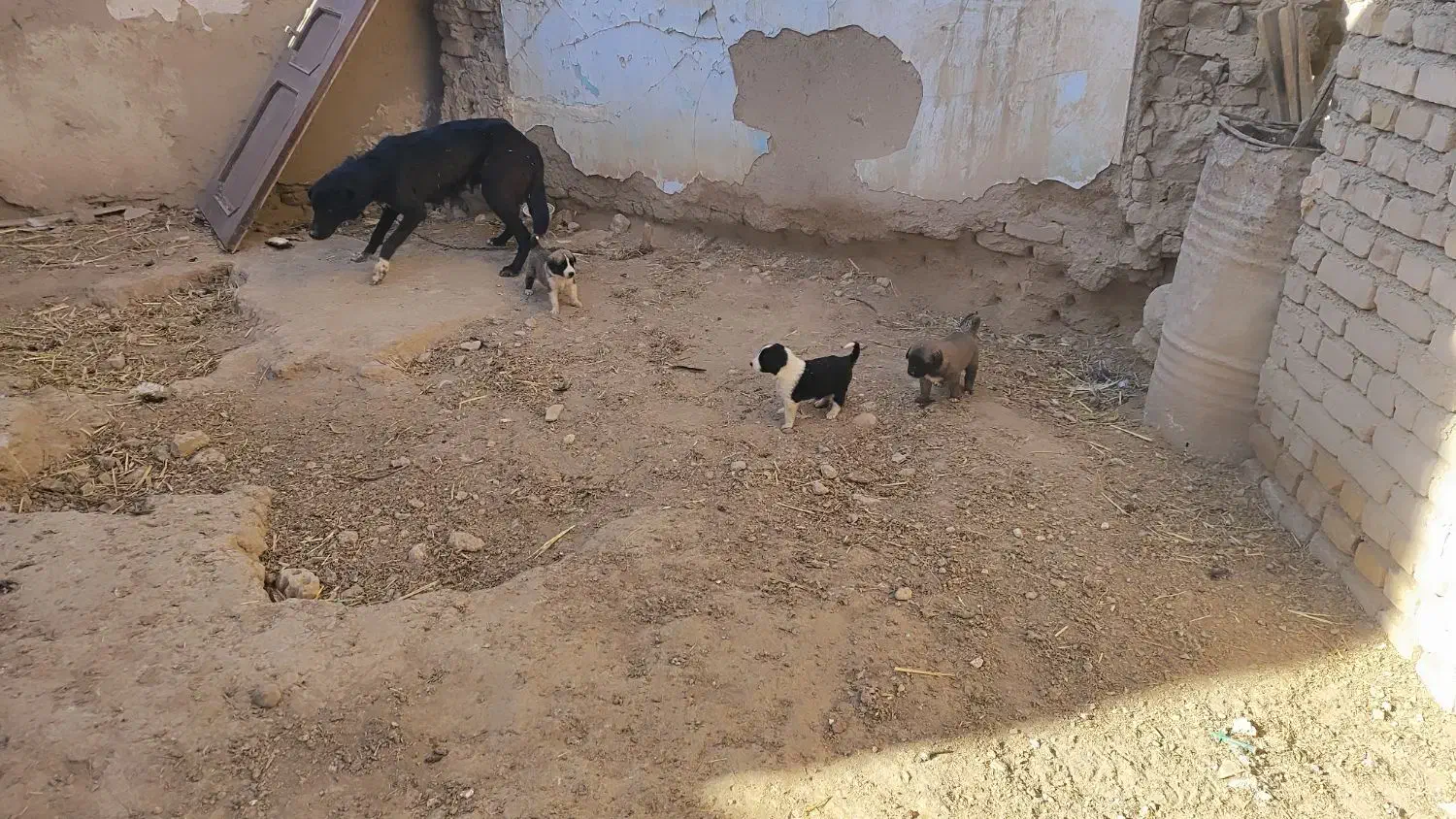 واگذاری سگ|سگ|آشخانه, |دیوار