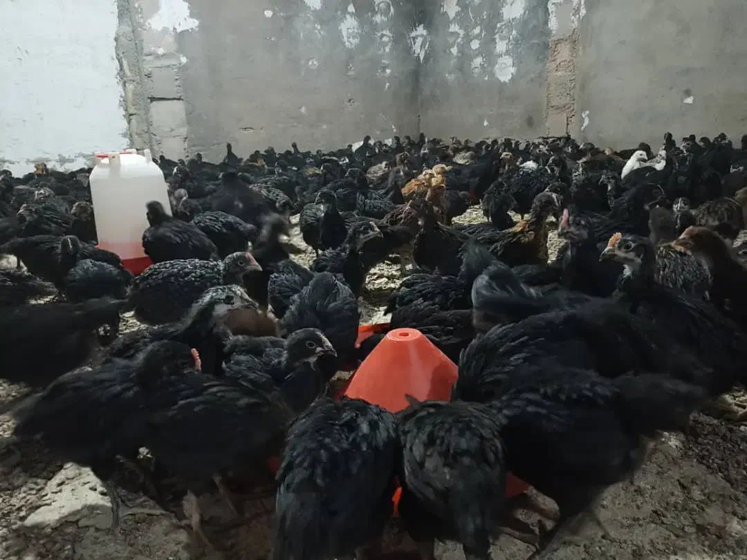 جوجه محلی پاسیاه قیمت 85هزار تومان|حیوانات مزرعه|زرین دشت (فارس), |دیوار