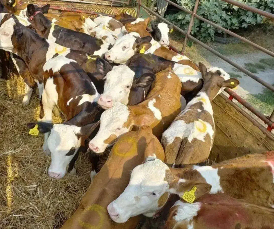 گوساله درجه یک در انواع نژاد|حیوانات مزرعه|مرودشت, تامین اجتماعی|دیوار