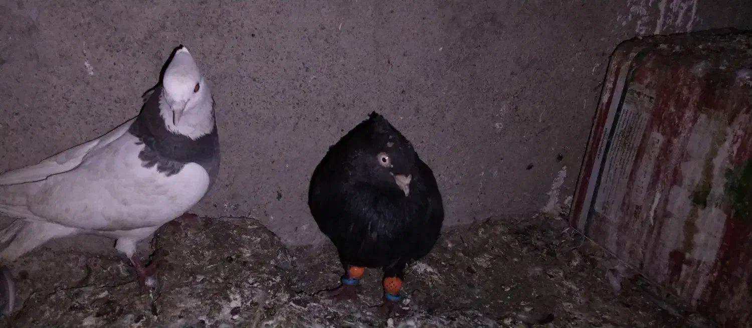 سیاه و طوقی|پرنده|مبارکه, |دیوار