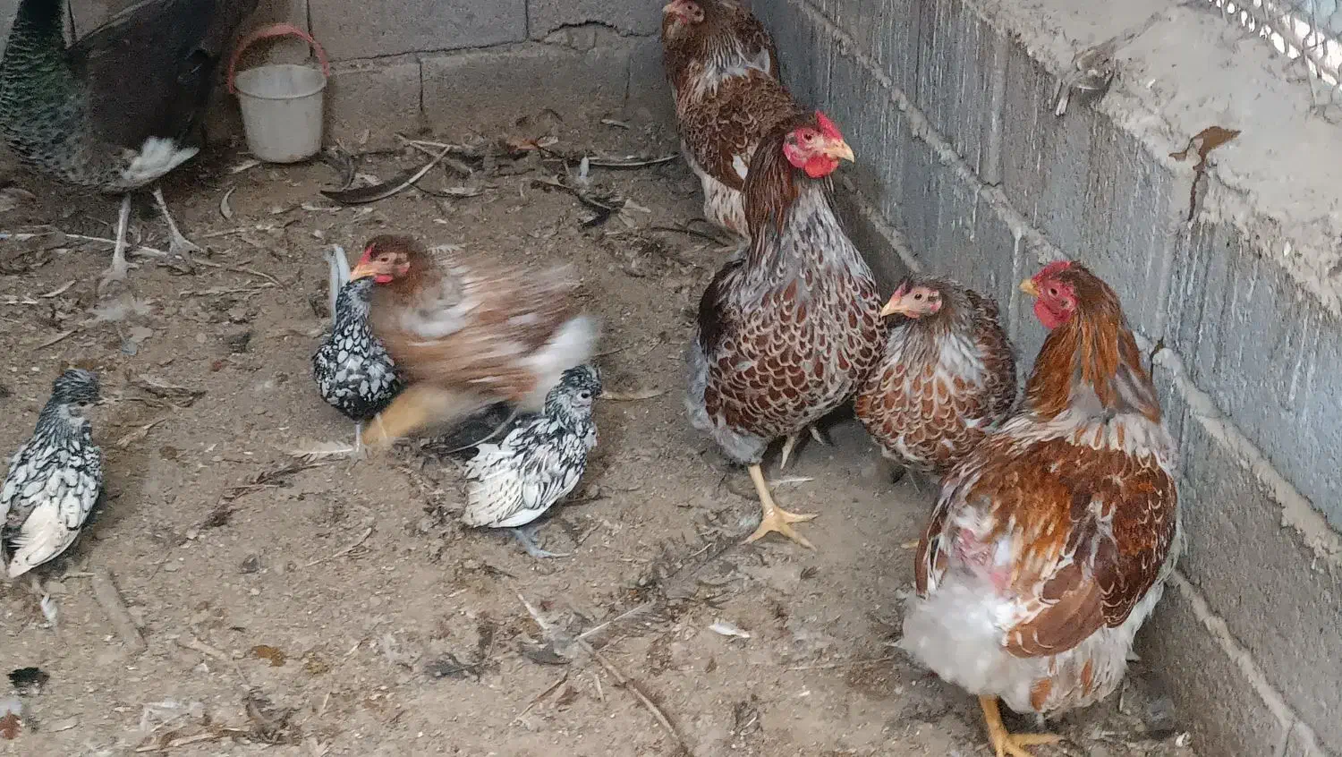 مرغ وخروس ویاندوت|حیوانات مزرعه|خسروشاه, |دیوار