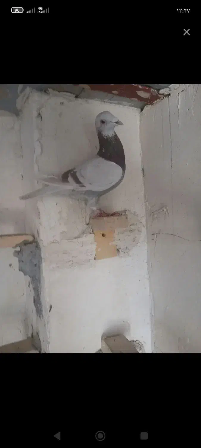 کبوتر|پرنده|داراب, |دیوار