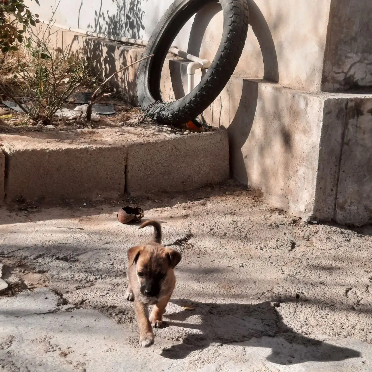 سگ پاکوتاه|سگ|آشخانه, |دیوار