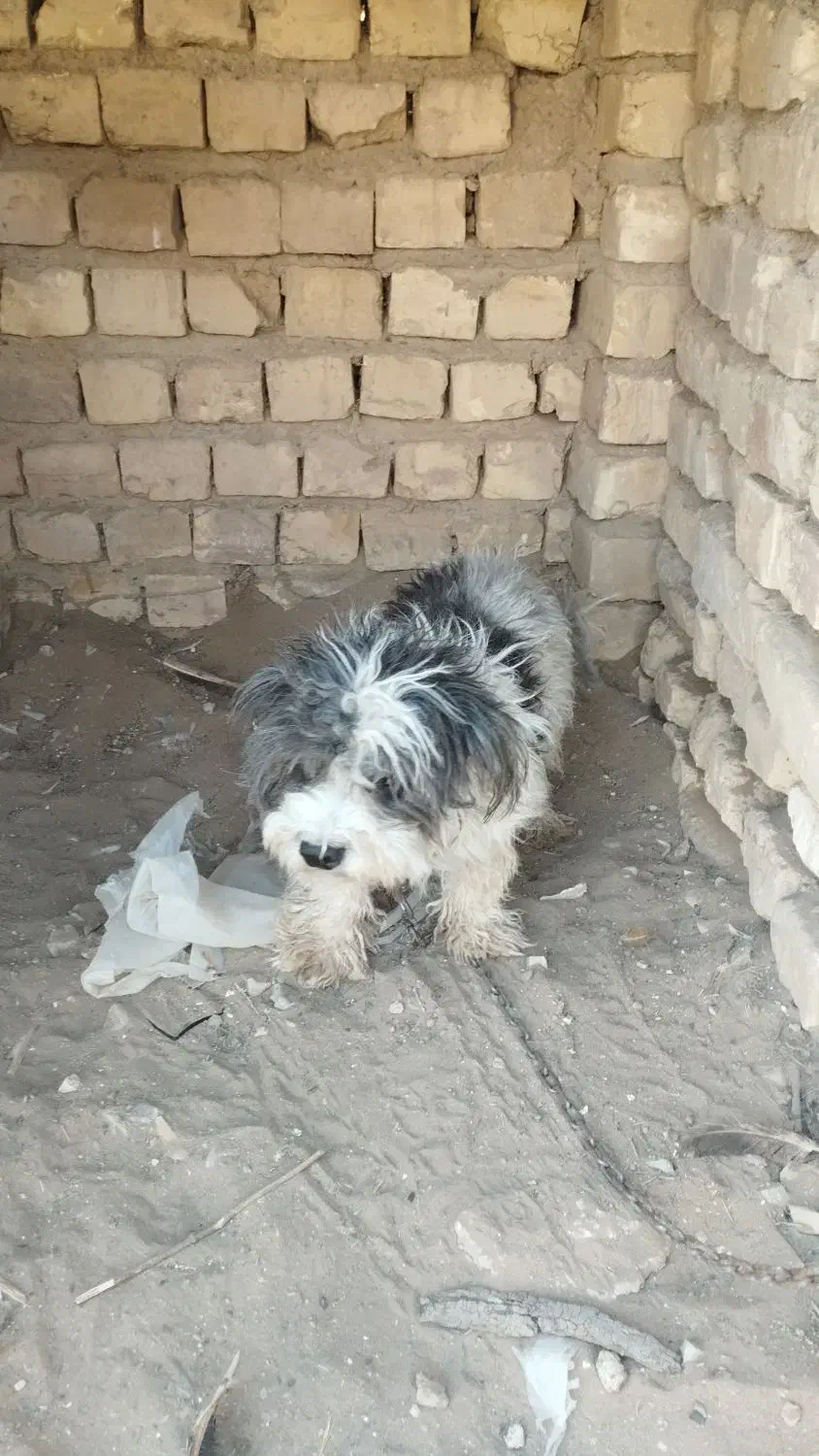 سگ پاکوتاه پشمالو نر|سگ|کاشان, کارگر|دیوار