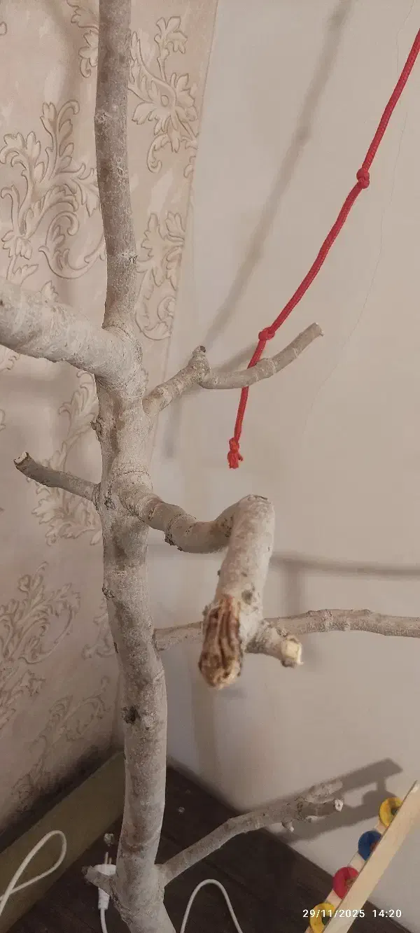 درختچه طوطی چوب پسته|لوازم جانبی حیوانات|تهران, وردآورد|دیوار