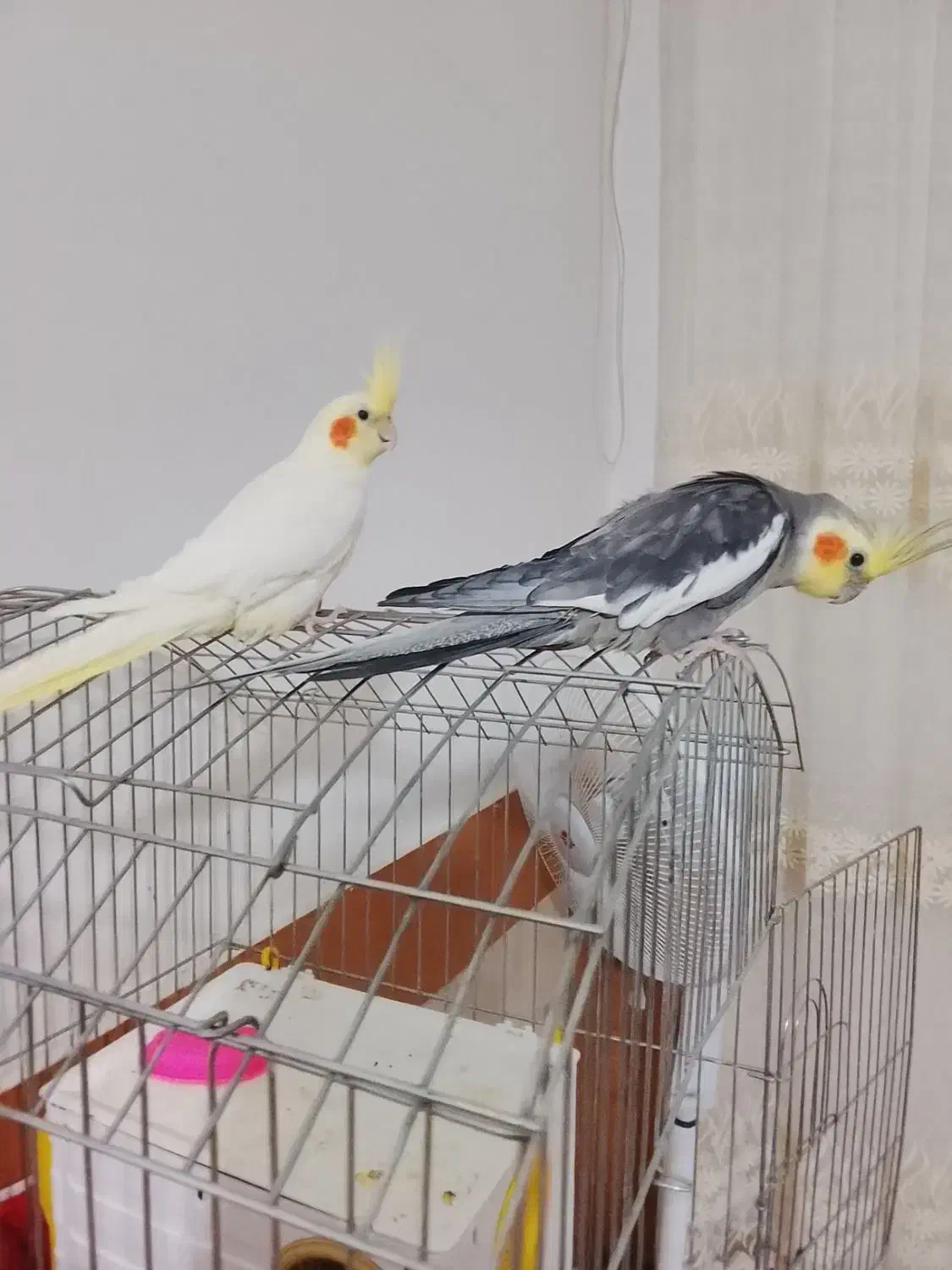 عروس هلندی|پرنده|نهبندان, |دیوار