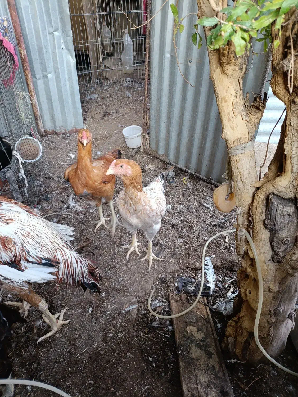 فروش 5 عدد مرغ|حیوانات مزرعه|سیرجان, |دیوار