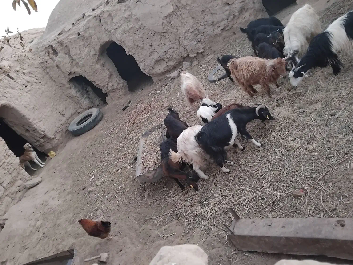 ۱۶ راس بز و بزغاله|حیوانات مزرعه|بردسکن, |دیوار