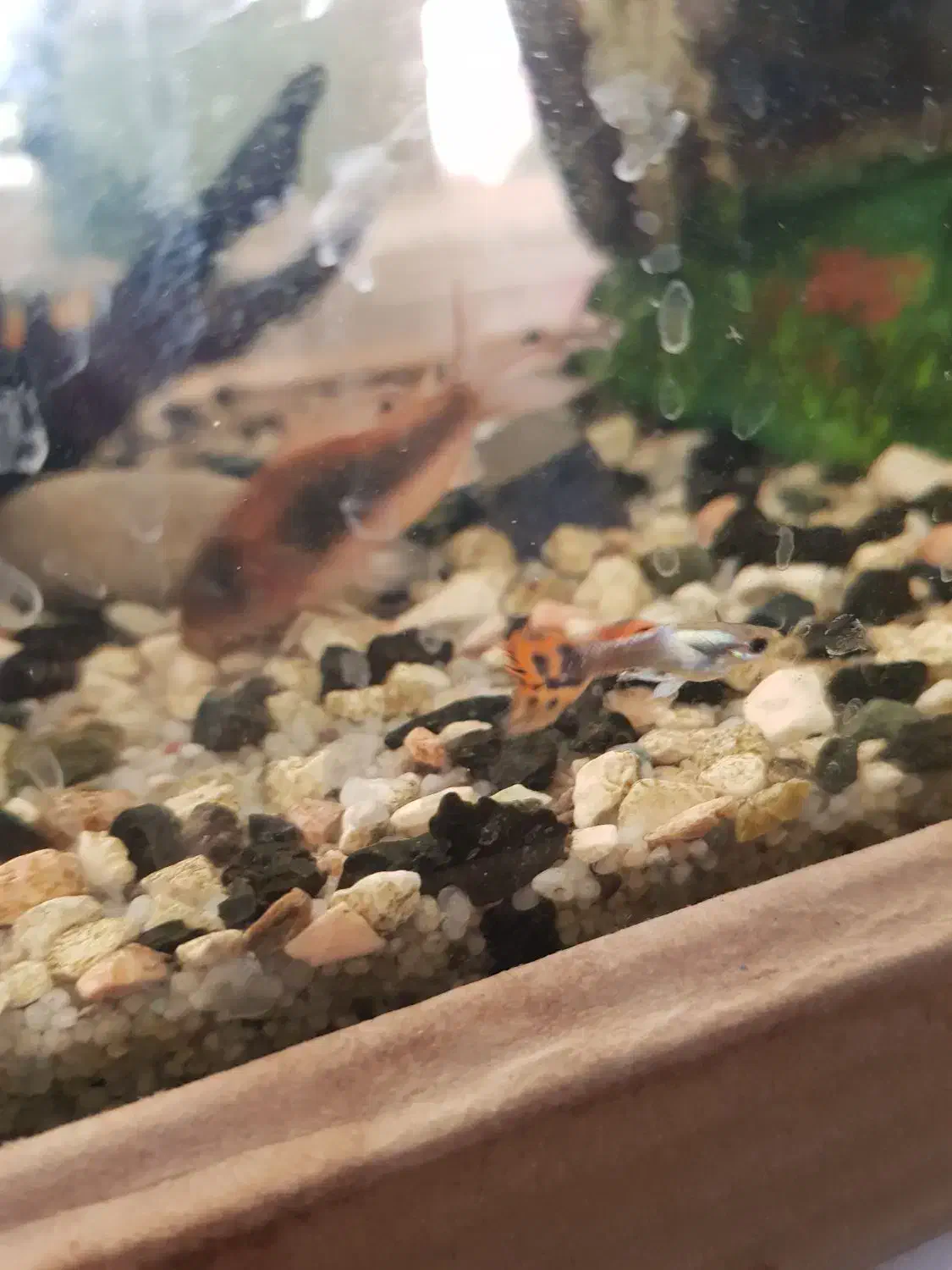 ماهی گوپی و سوارتل|ماهی|تربت‌حیدریه, قائم|دیوار