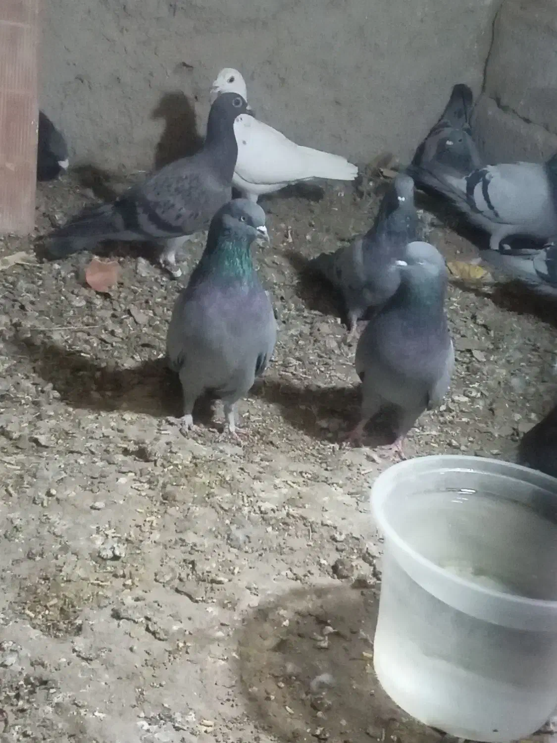 کبوتر پرشی|پرنده|جزنیک, |دیوار