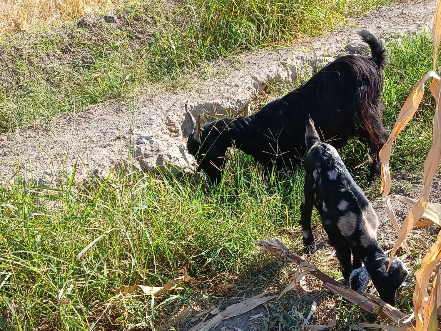 میش ورک|حیوانات مزرعه|دره شهر, |دیوار