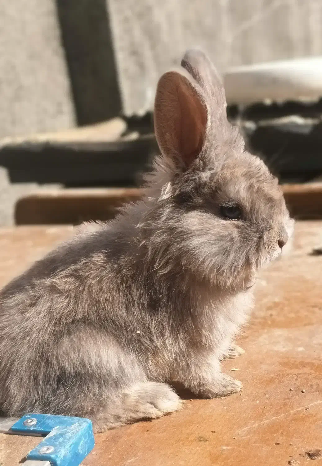 بچه خرگوش|موش و خرگوش|شاندیز, |دیوار