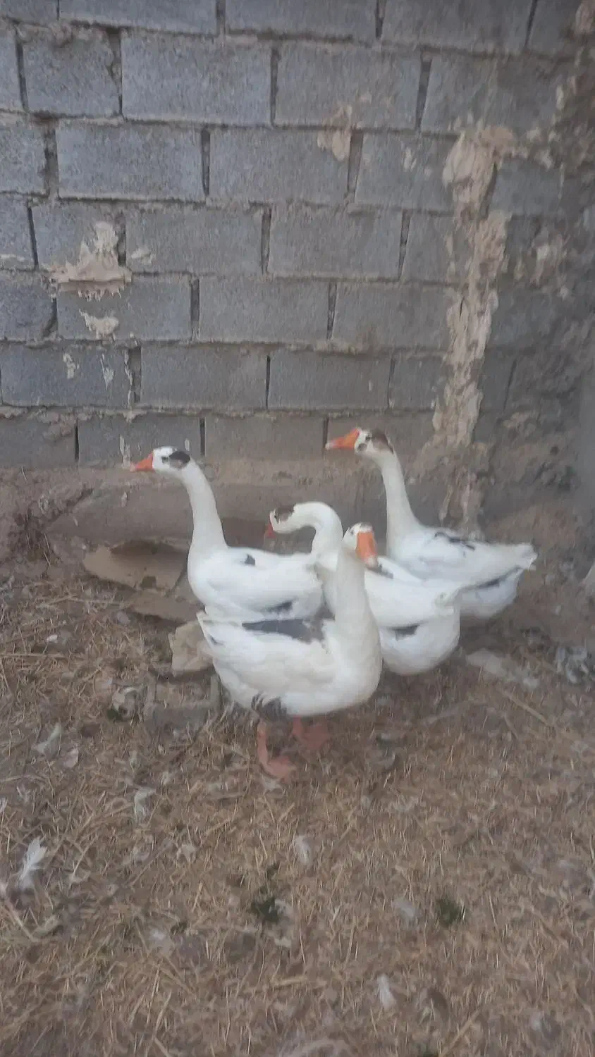 غاز دورگه|حیوانات مزرعه|آبادان, |دیوار