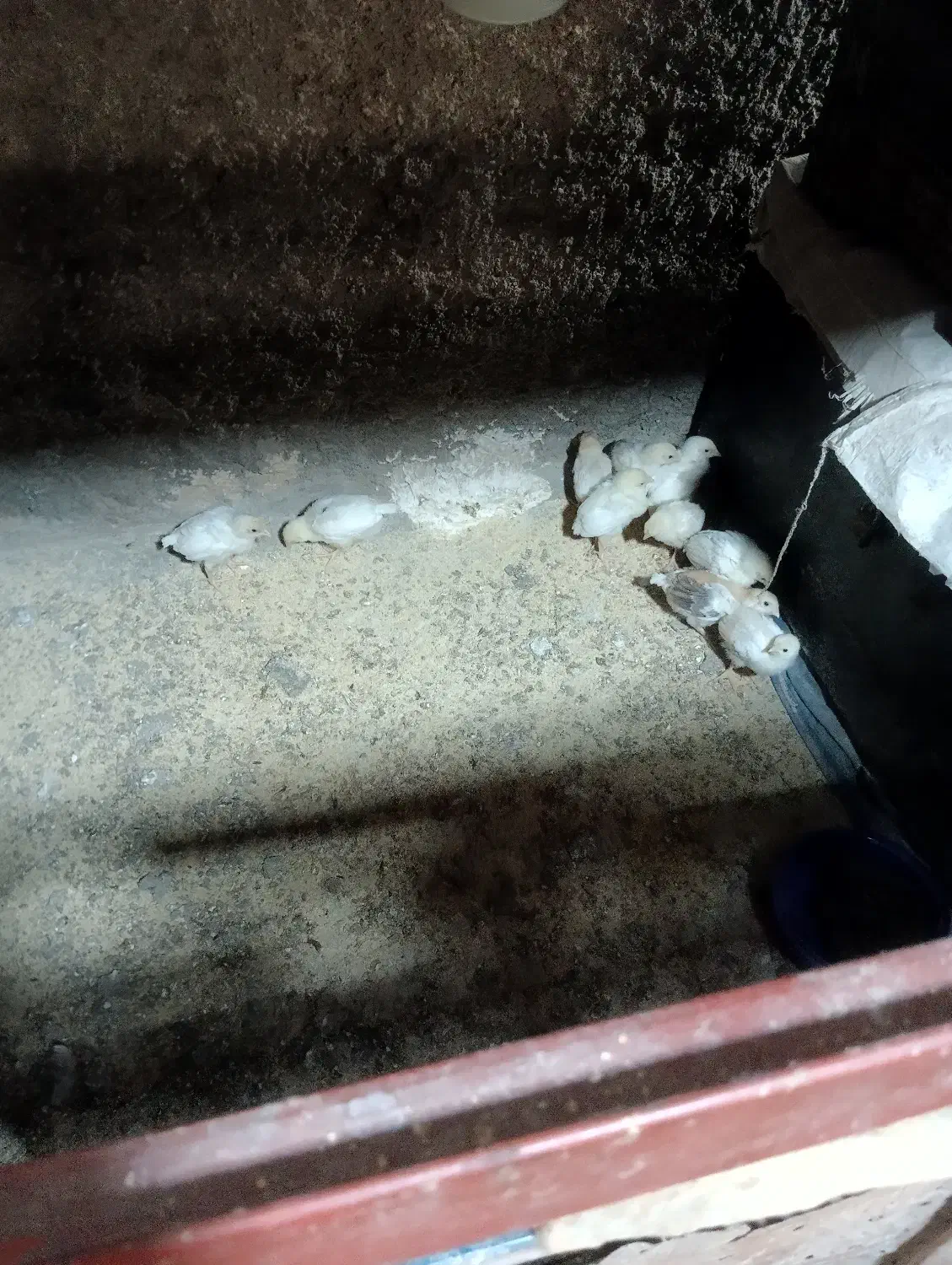 جوجه مرغ محلی|حیوانات مزرعه|مینودشت, |دیوار