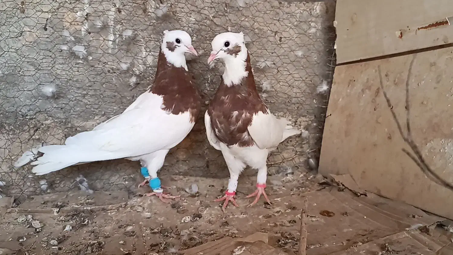 کبوتر رنگی و پلاکی وراوی|پرنده|وراوی, |دیوار