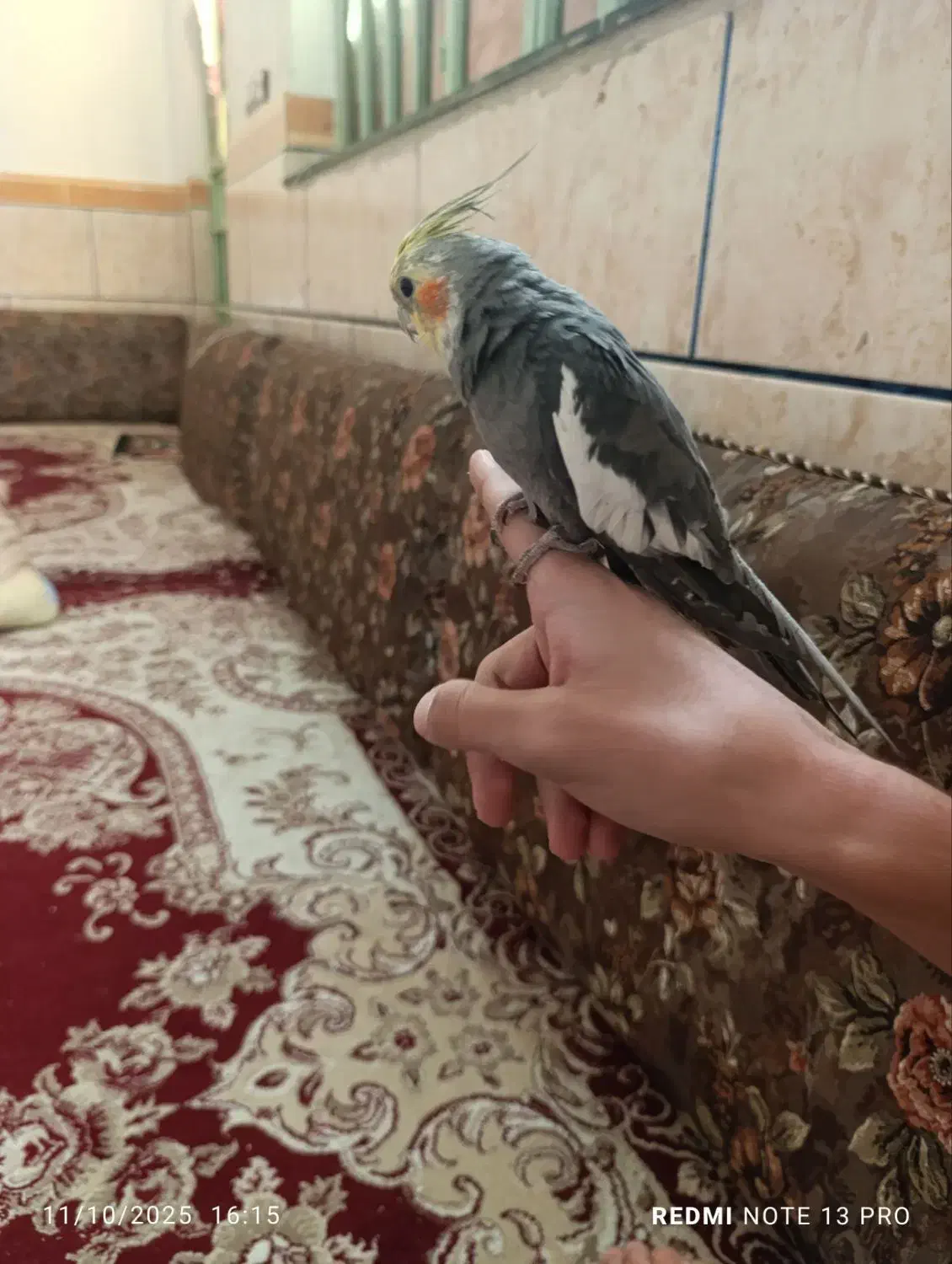 عروس هلندی نر بالغ|پرنده|شادگان, |دیوار