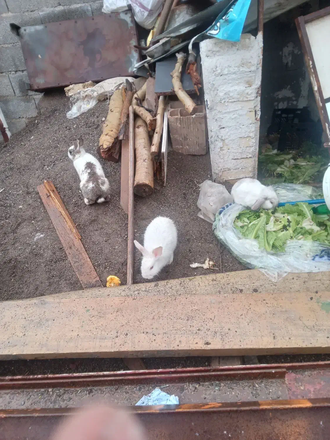 خرگوش|موش و خرگوش|مشهد, بهار|دیوار