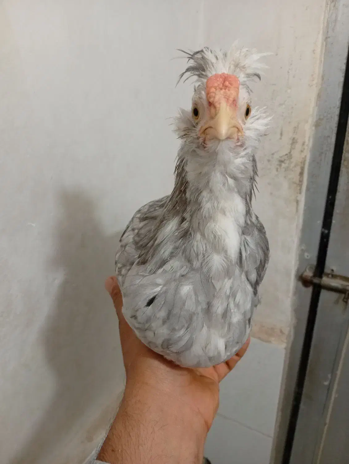 مرغ و خروس گلین طوسی نیمچه .جوجه|حیوانات مزرعه|اسلامشهر, شاطره|دیوار