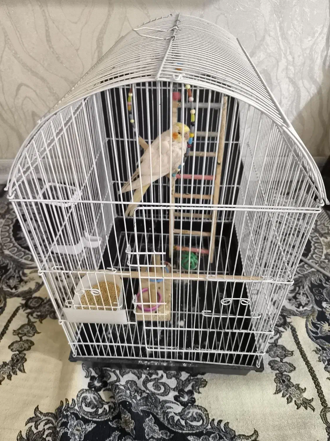 یک جوجه عروس هلندی با قفس و وسایل بازی|پرنده|اهواز, کمپلو شمالی|دیوار