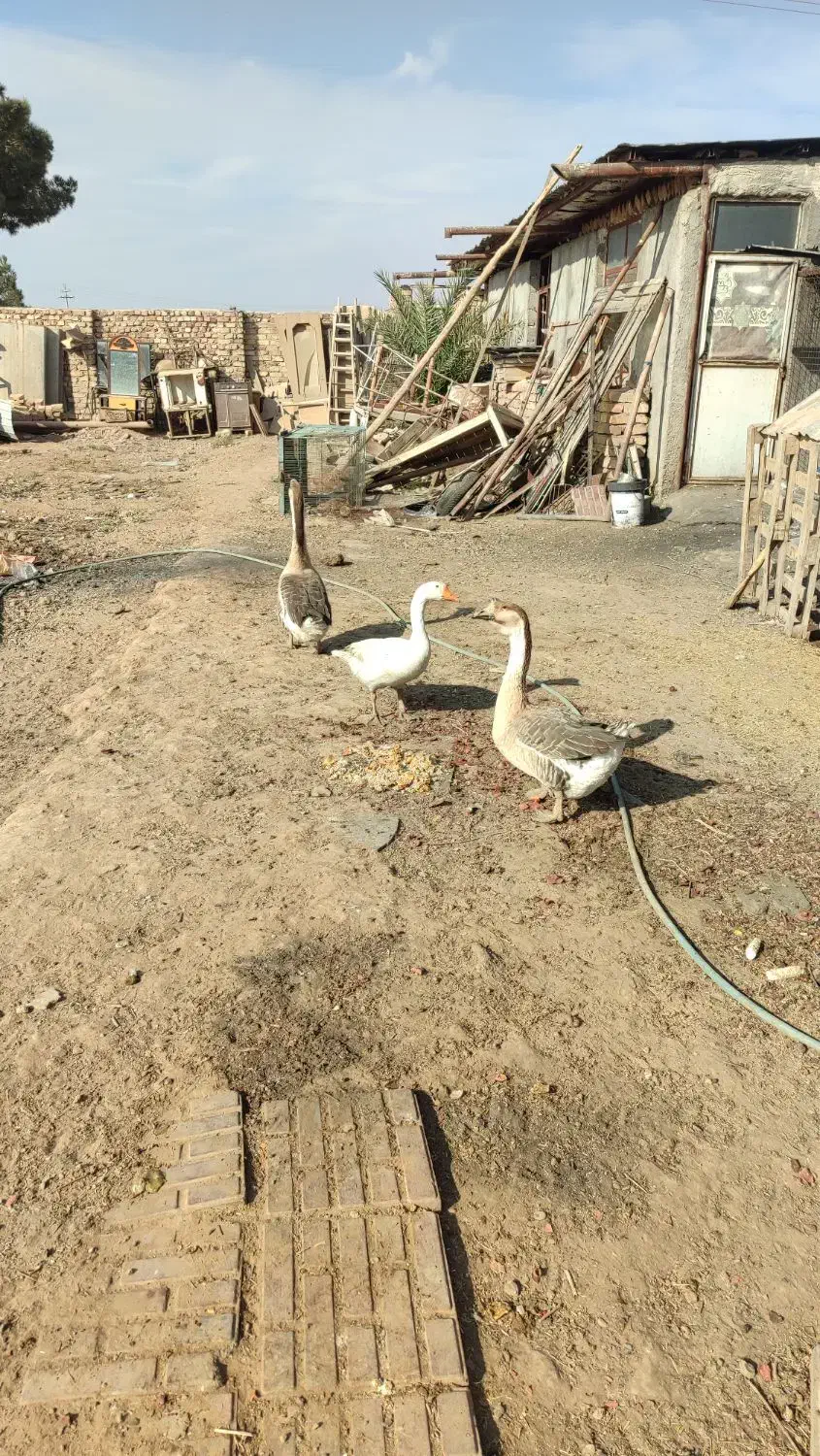 قو غاز اکراینی و آفریقایی فروشی|حیوانات مزرعه|آران و بیدگل, |دیوار