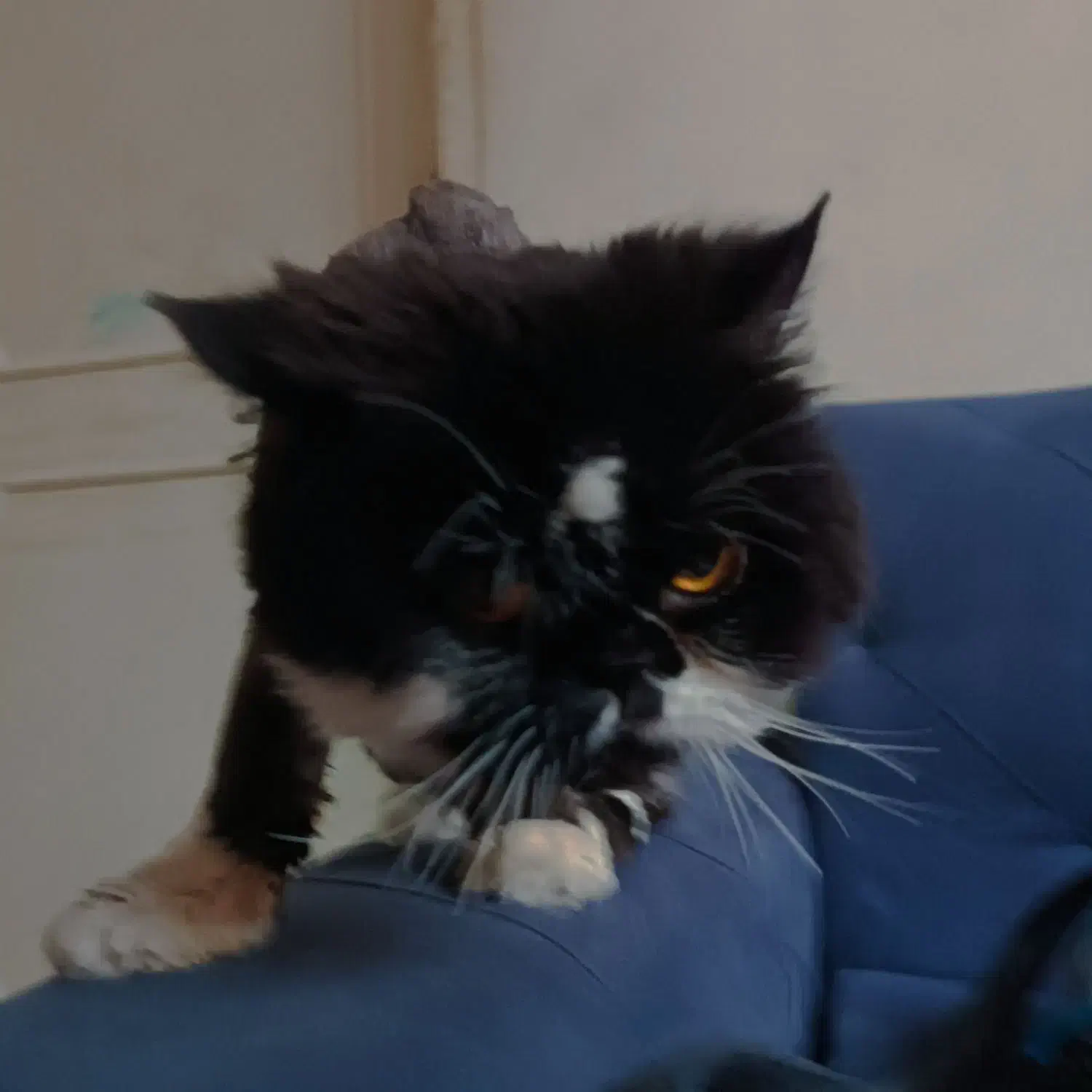 گربه پرشین نر|گربه|تهران, دروازه شمیران|دیوار