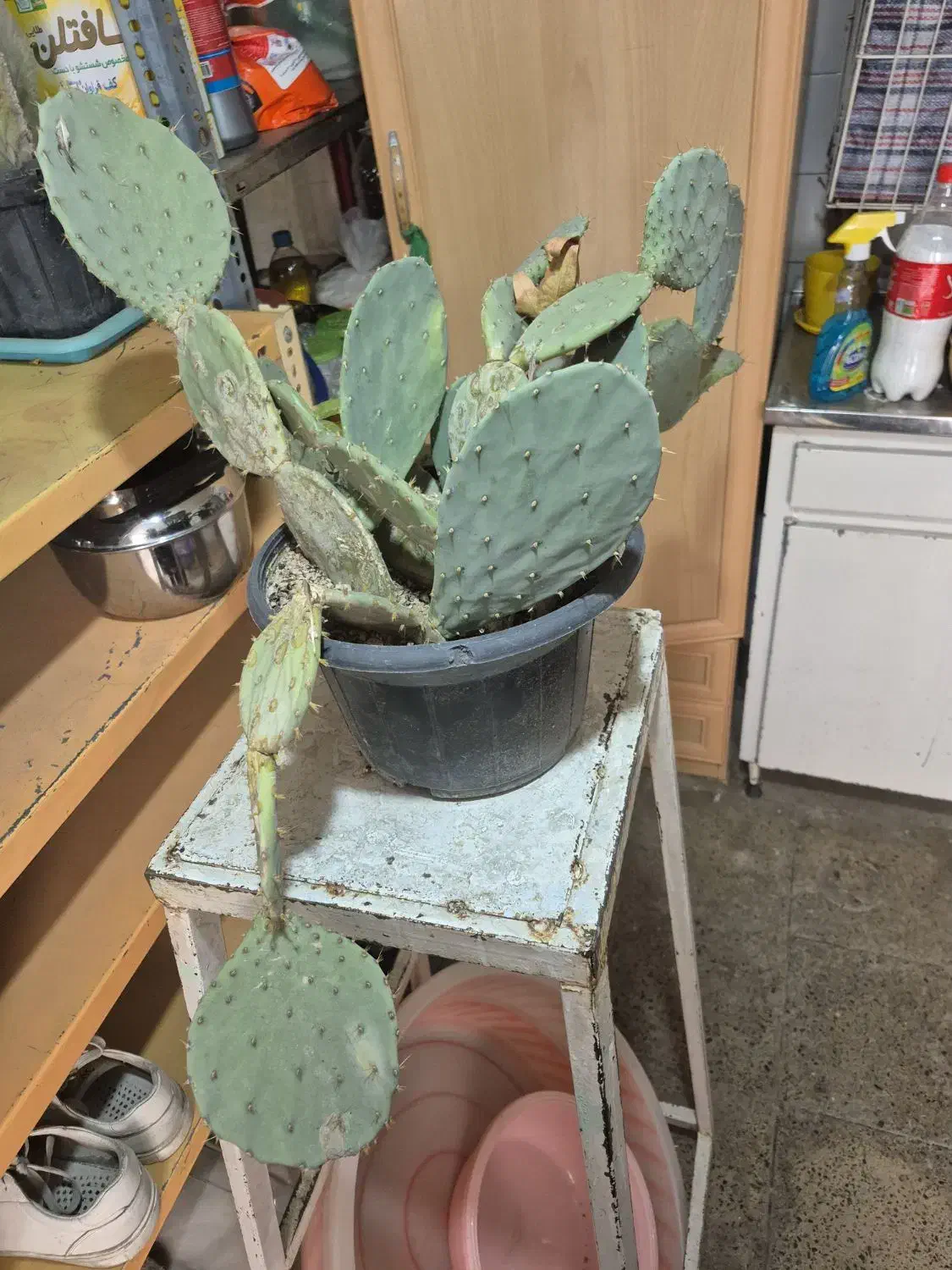 کاکتوس اپونتیا|گل و گیاه طبیعی|کرج, حیدرآباد|دیوار