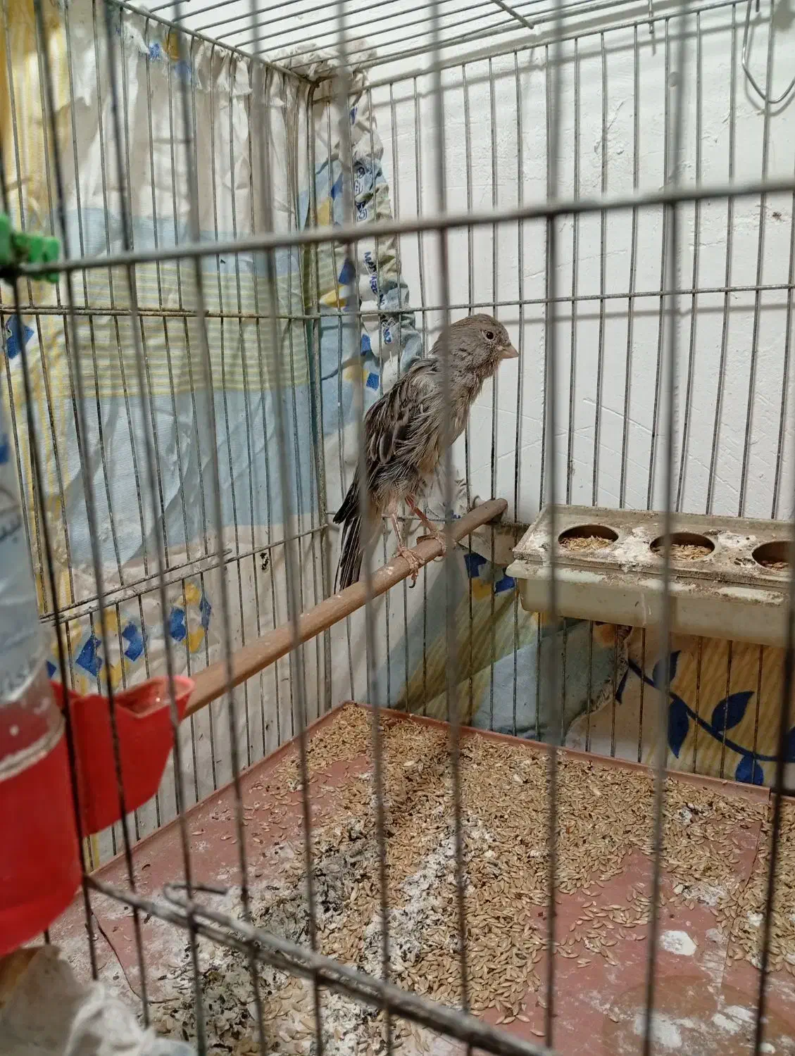 قناری ماده|پرنده|سمنان, |دیوار