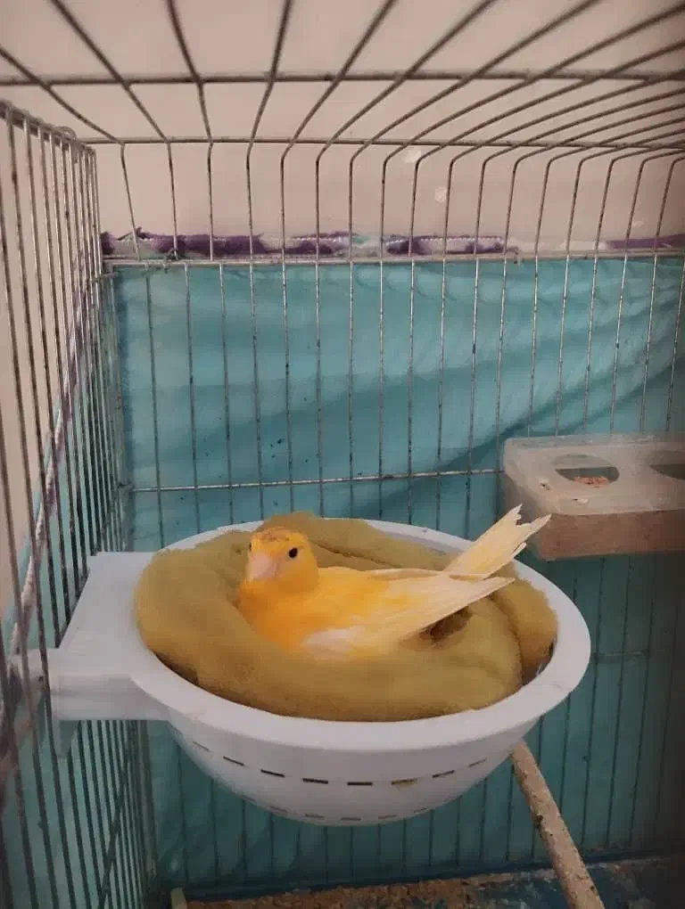 فروش قناری ماده کار|پرنده|داراب, |دیوار