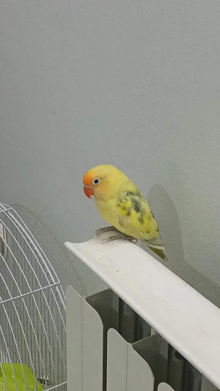 طوطی برزیلی|پرنده|مشکیندشت, |دیوار