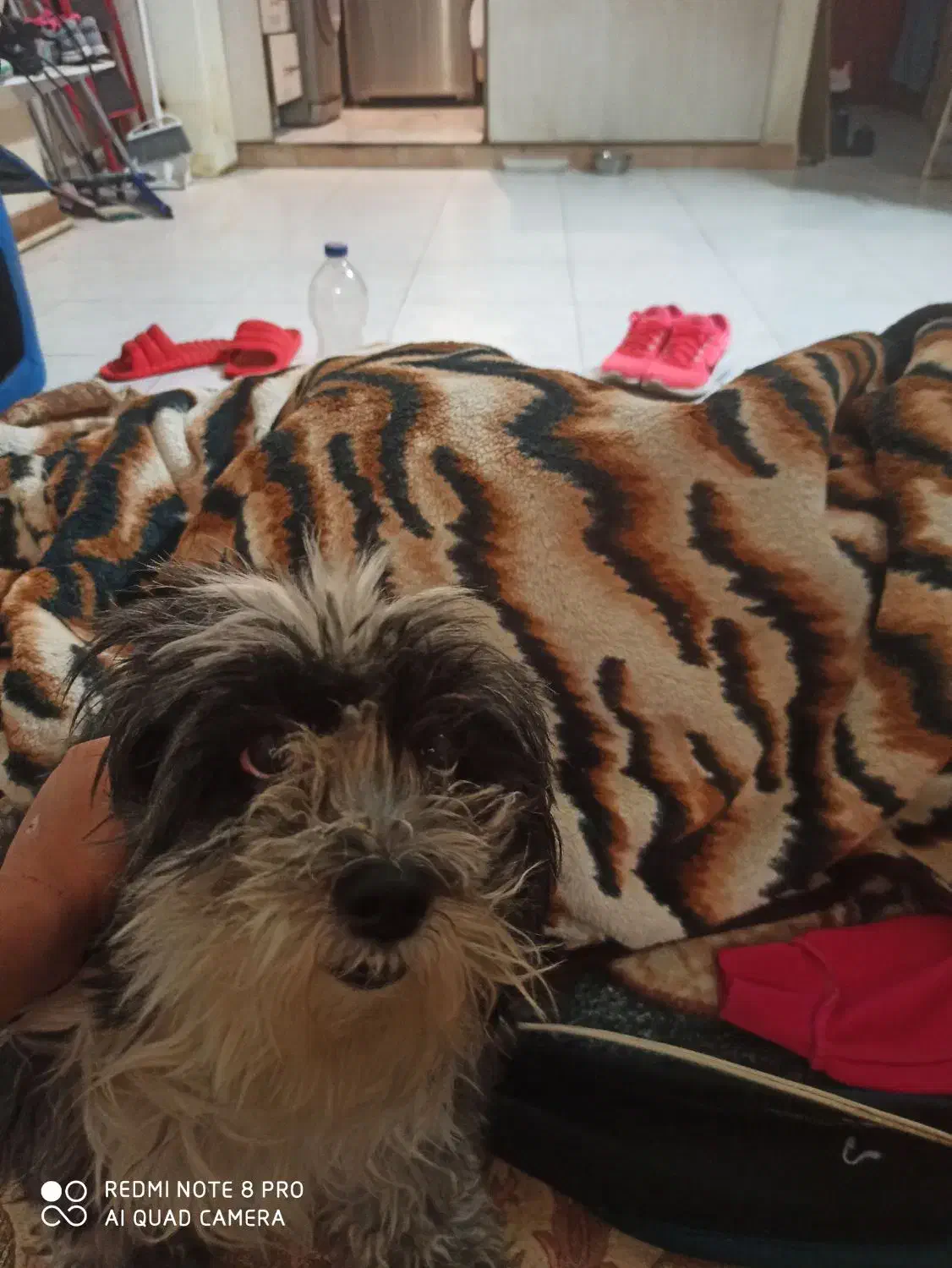 شیتزو مالتیز واگذاری|سگ|کرج, کیانمهر|دیوار