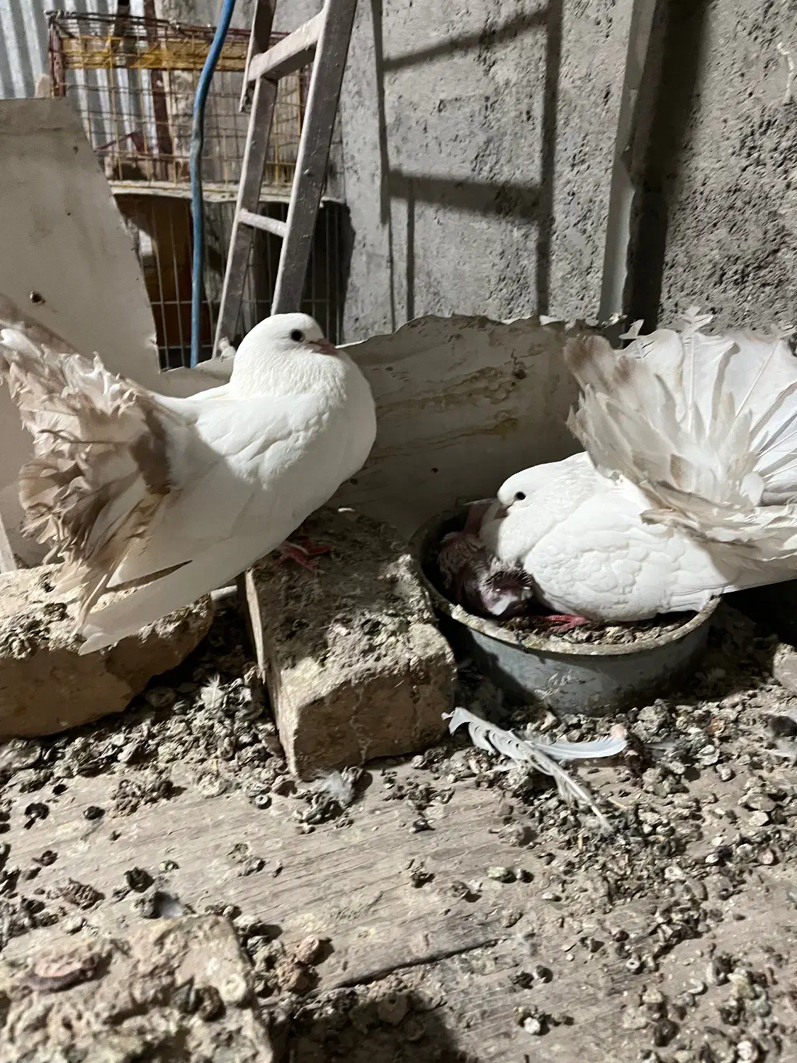 چتری کانادایی|پرنده|کاشان, لتحر|دیوار