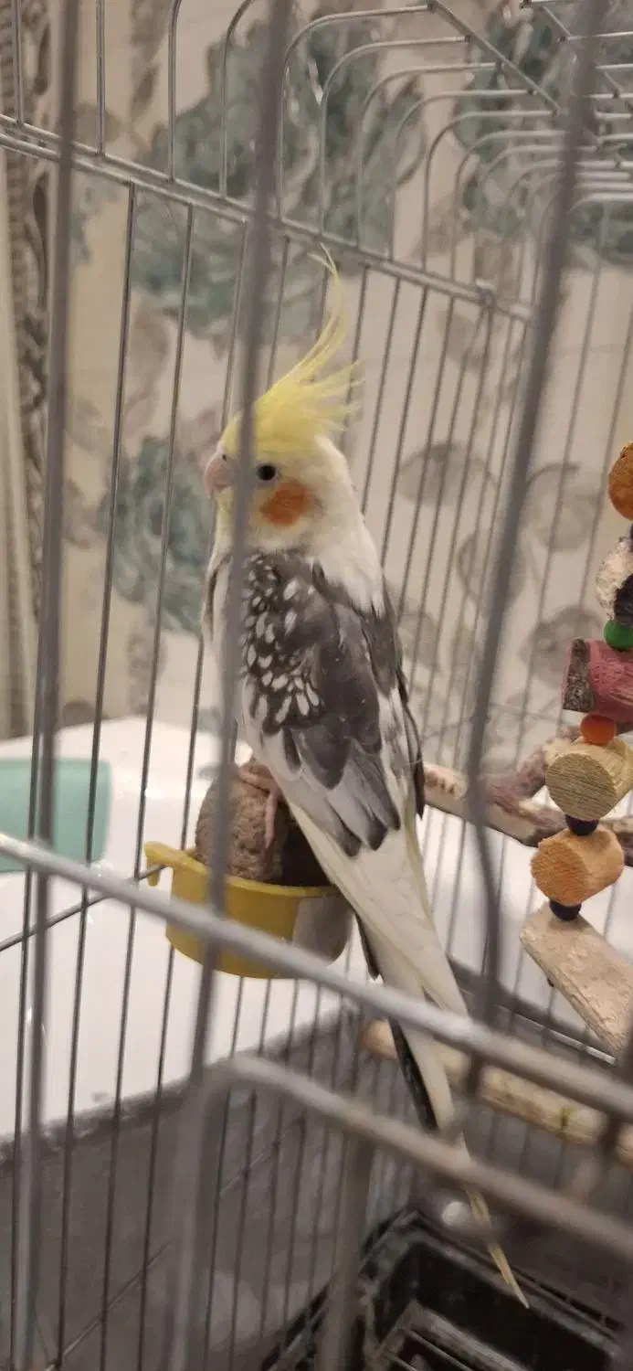 جفت عروس هلندی مولد کلکسیونی با 8تا تخم و لوازم|پرنده|تهران, پردیسان|دیوار