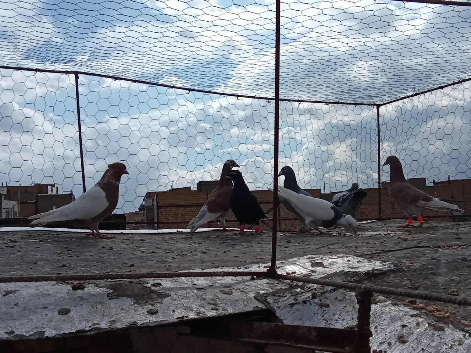 کفتر|پرنده|مشهد, کوشش|دیوار