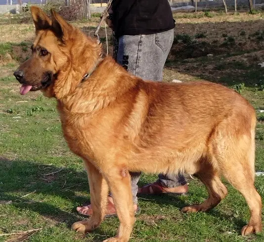 سگ . ژرمن|سگ|یاسوج, |دیوار