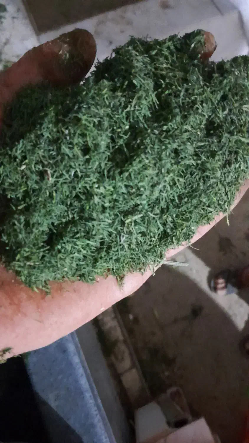 شوید خشک درجه ۱|خوردنی و آشامیدنی|تهران, نازی‌آباد|دیوار