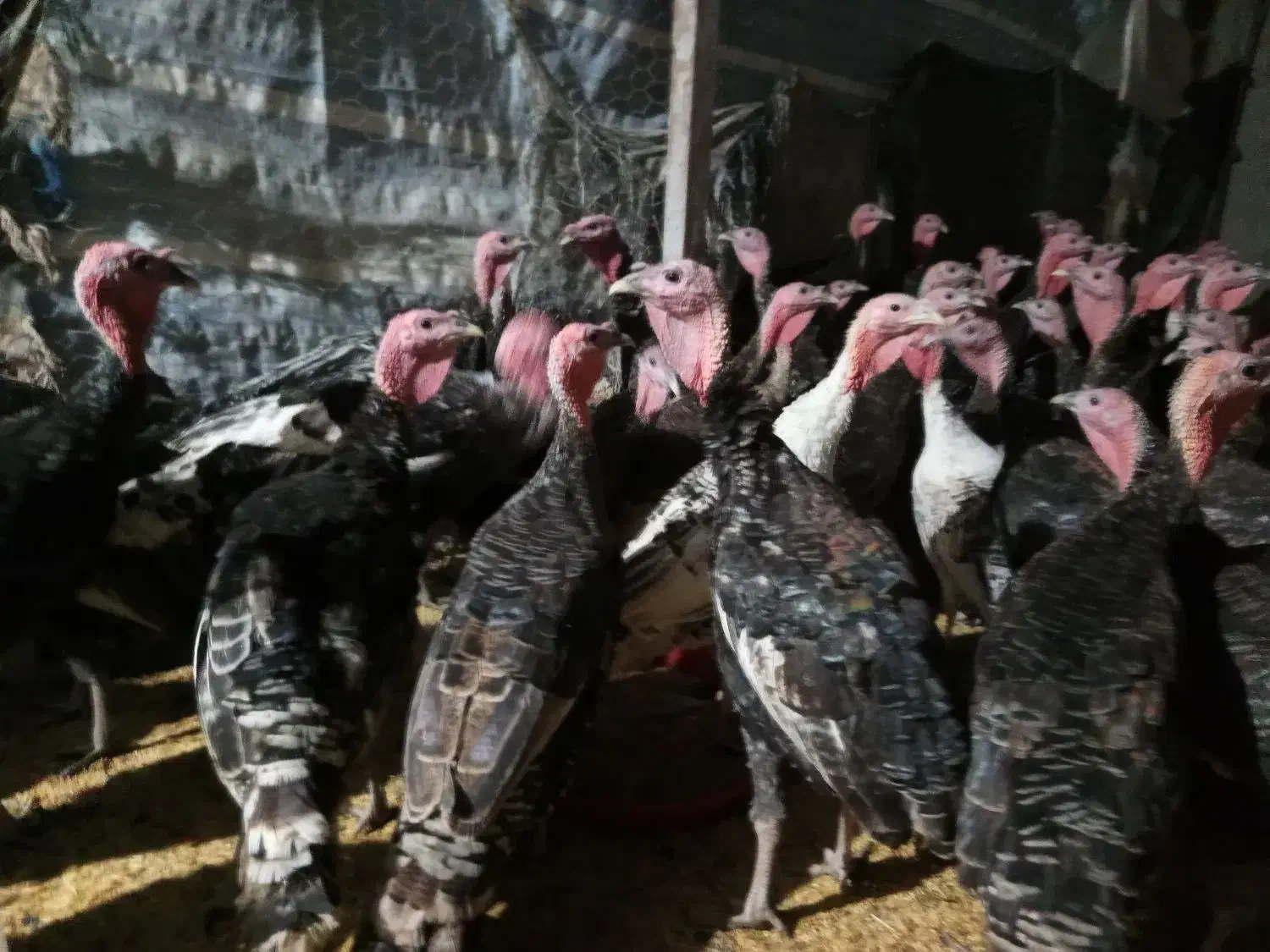 بوقلمون|حیوانات مزرعه|شیراز, پارک کوهستانی بوستان|دیوار