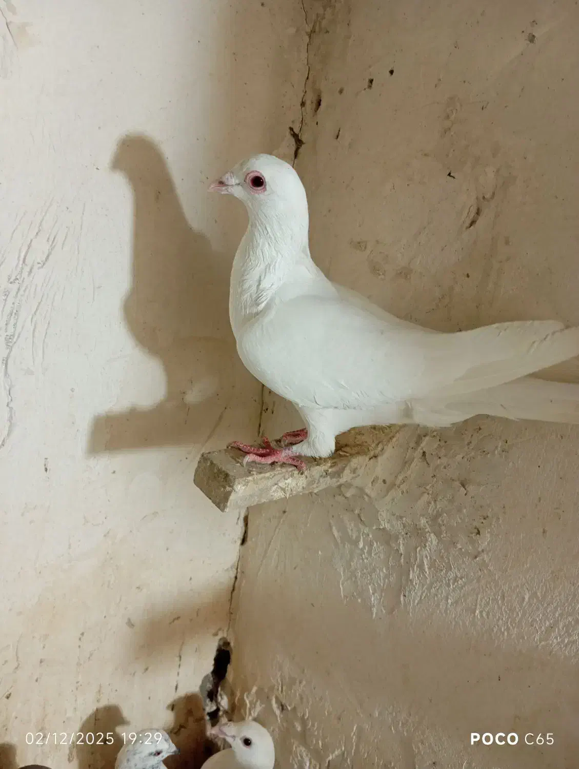 پلنگ سبز. سفید. مگس سه کفترنر|پرنده|خاش, |دیوار