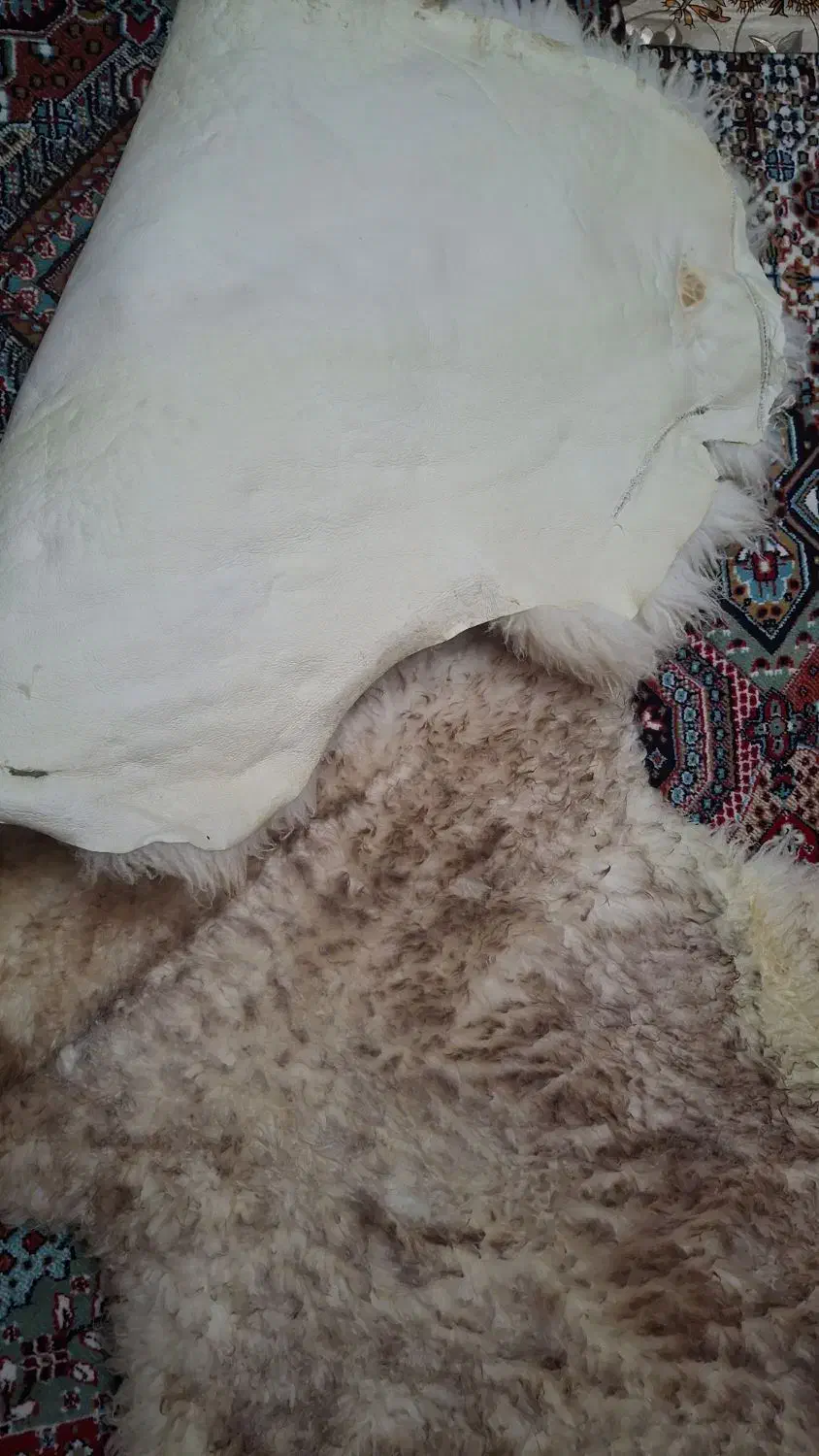 پوست بره (دباغی شده)|صنایع دستی و سایر لوازم تزئینی|کوهپایه, |دیوار