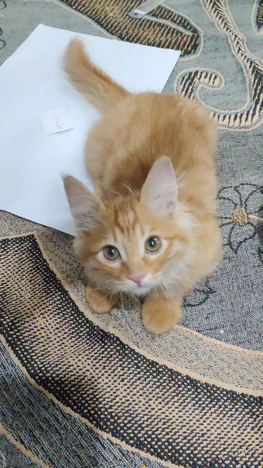 بچه گربه|گربه|یزد, |دیوار