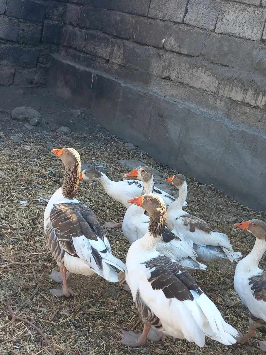 غازبا جوجه و مرغ لاری.رودان|حیوانات مزرعه|بندرعباس, |دیوار