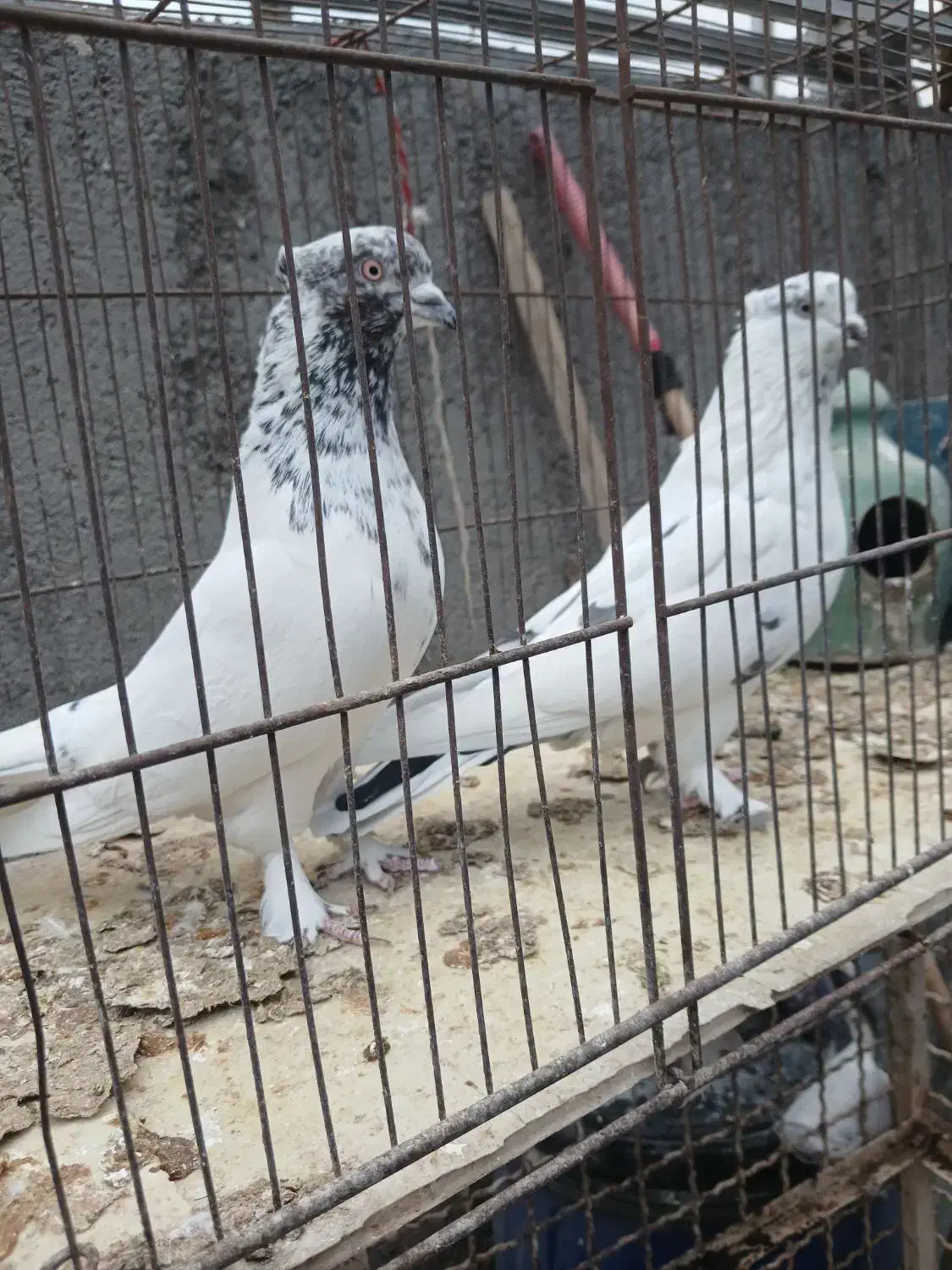 پرنده|پرنده|قم, شهرک مهدیه (مدرس)|دیوار